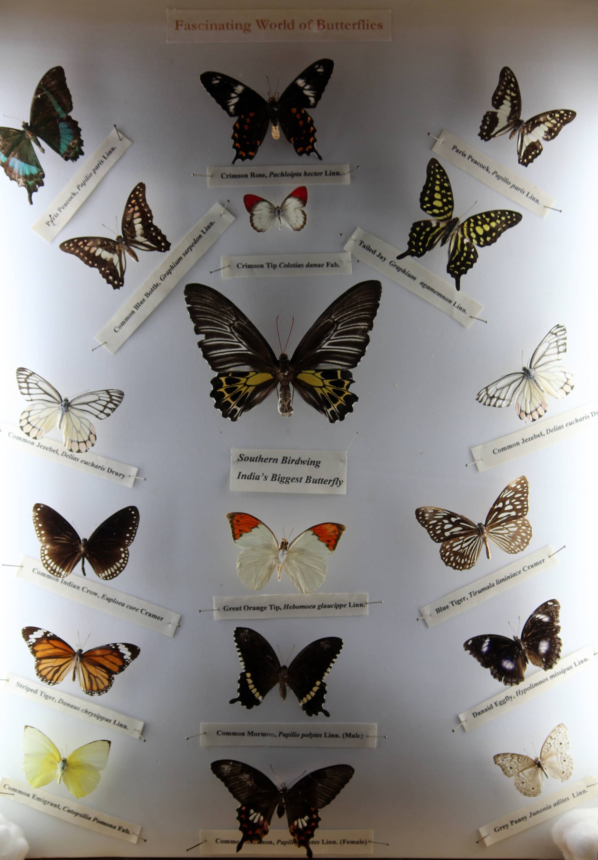 Butterfly Life Cycle Museum