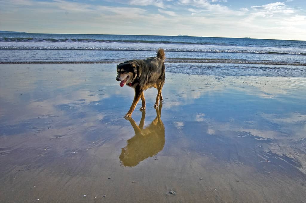 Dog Beach Fun