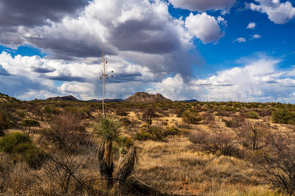 Wooded Hiking Trails