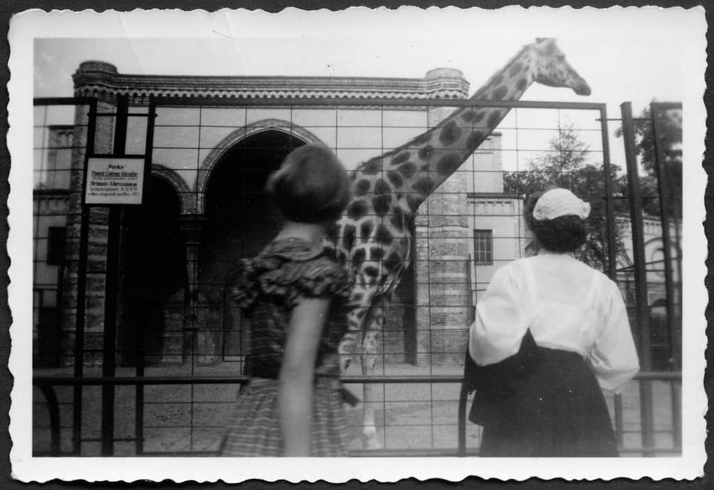 Giraffe Feeding