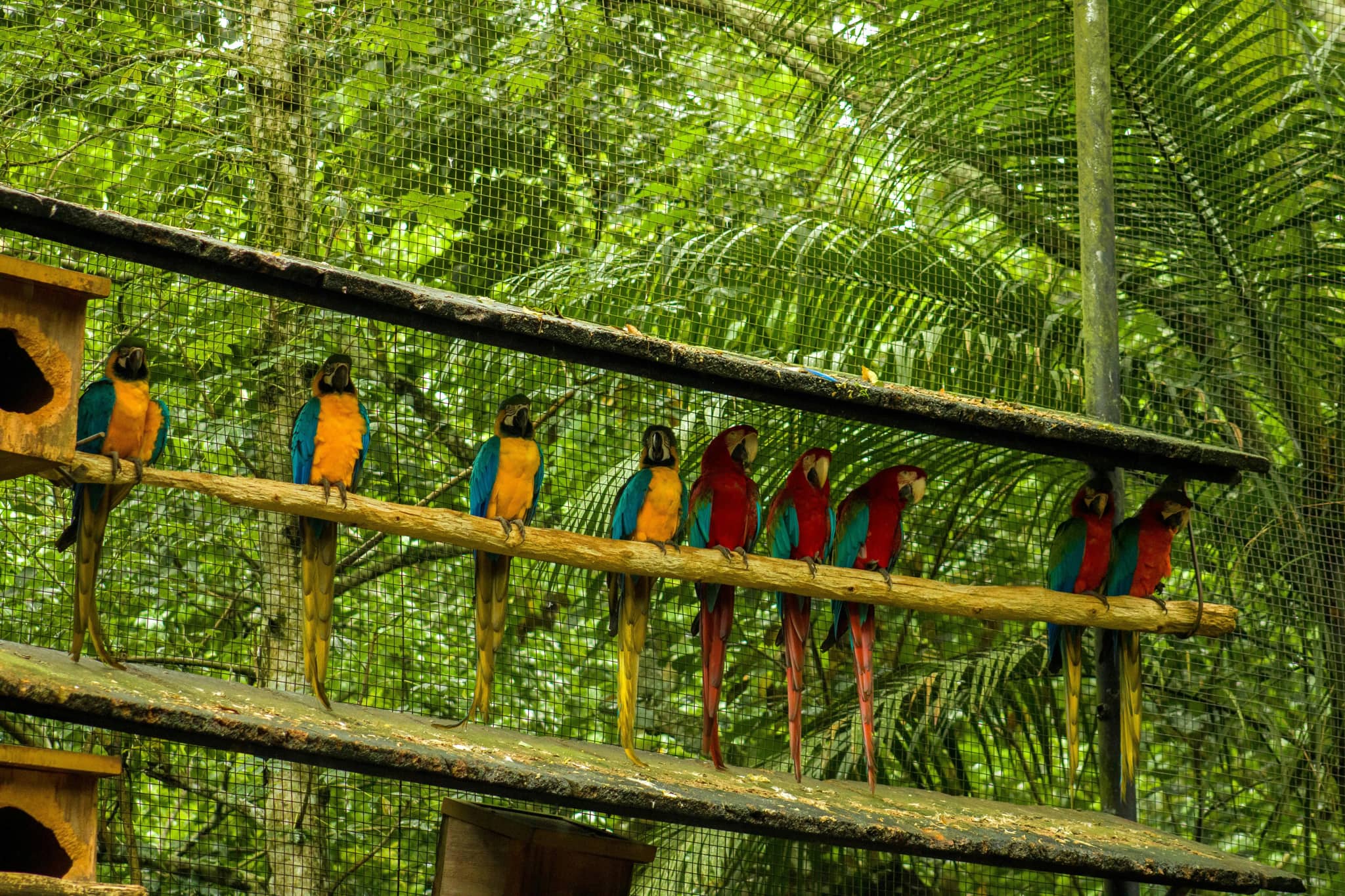 Bird Aviaries
