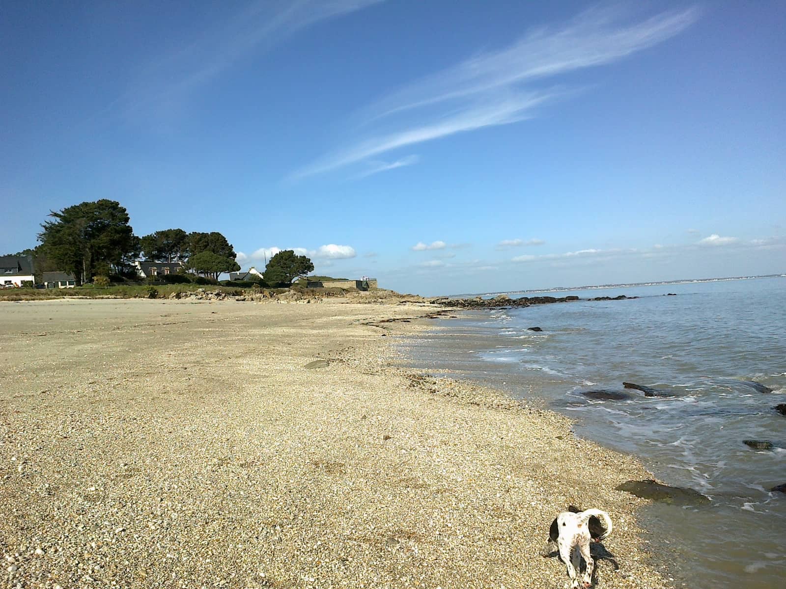 Dog-Friendly Zones