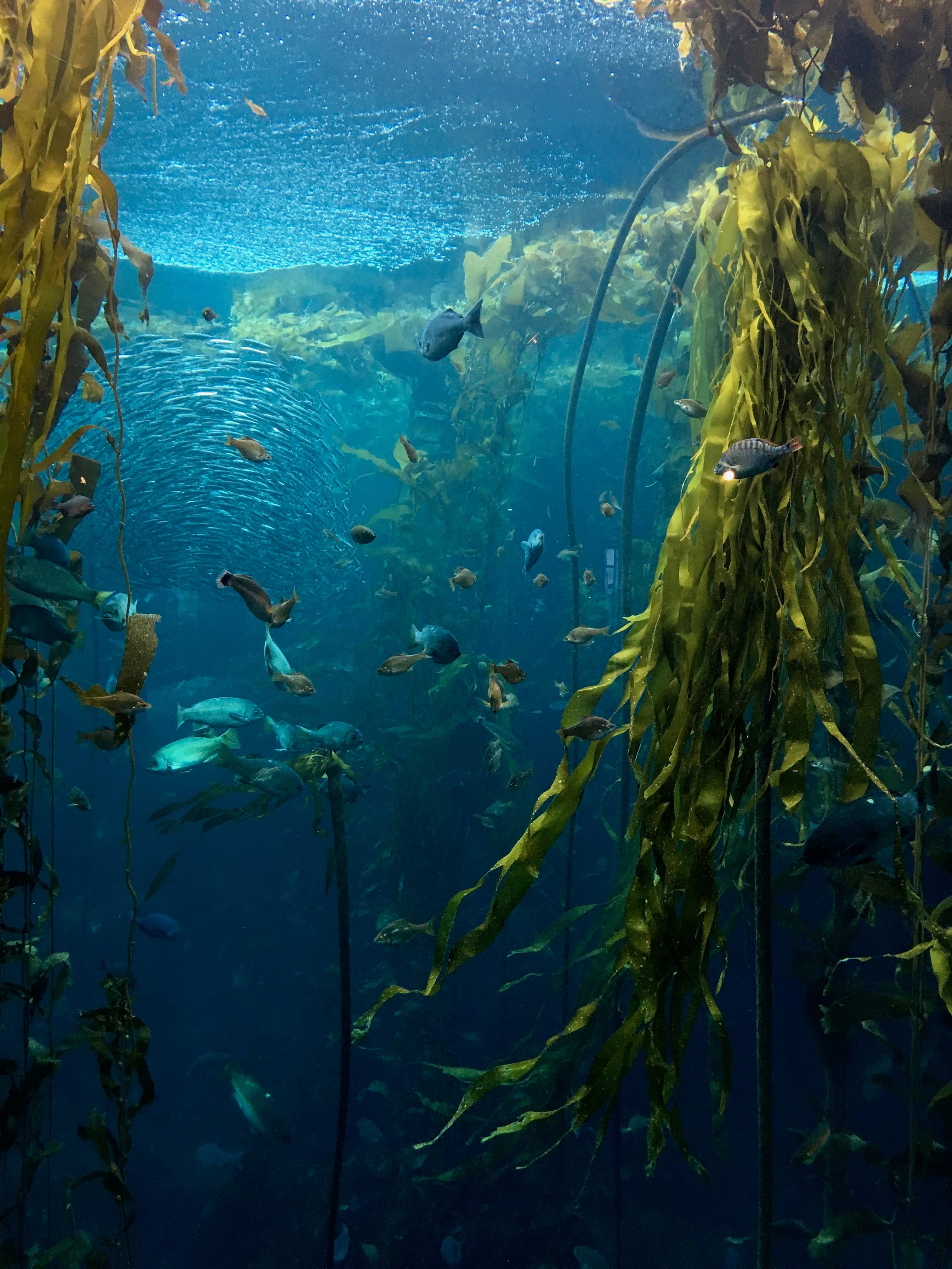 Kelp Forest