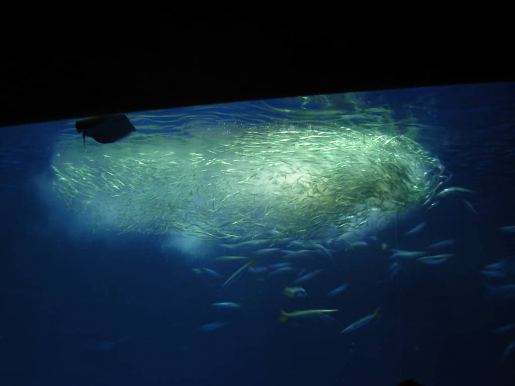 Sardine Feeding