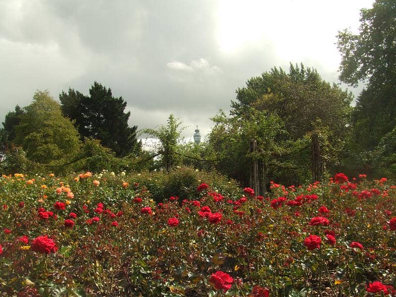 Themed Rose Beds