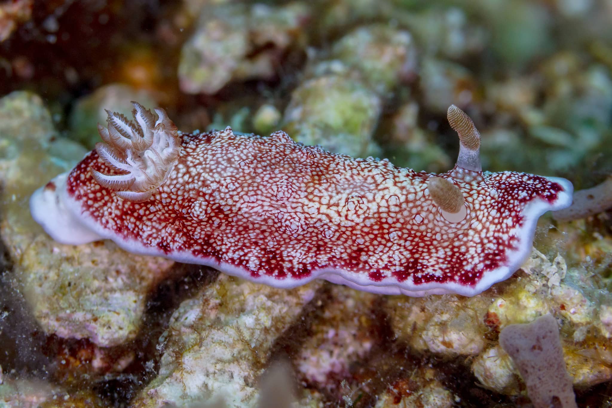 Vibrant Underwater World