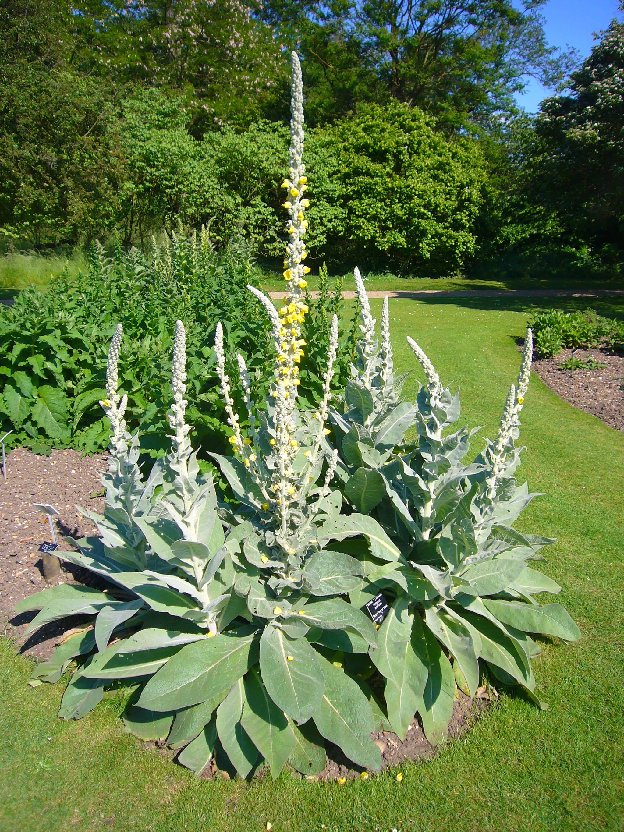 Medicinal Plant Collection