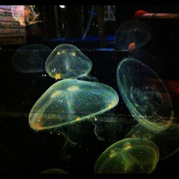 Mesmerizing Moon Jellyfish