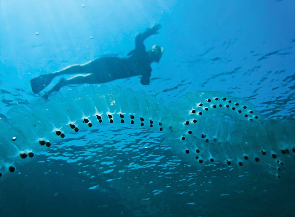 Local Marine Species