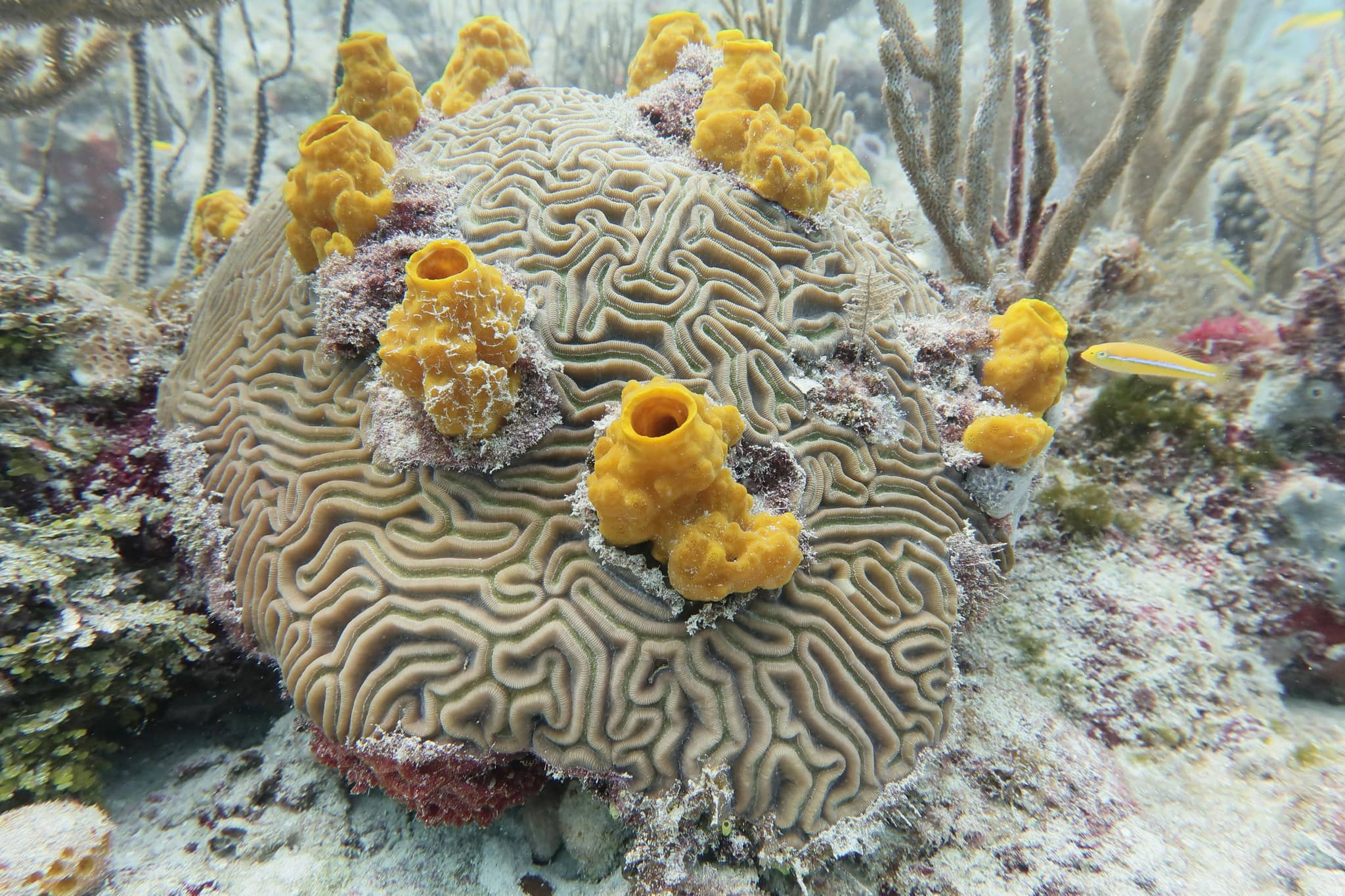 Impressive Coral Formations