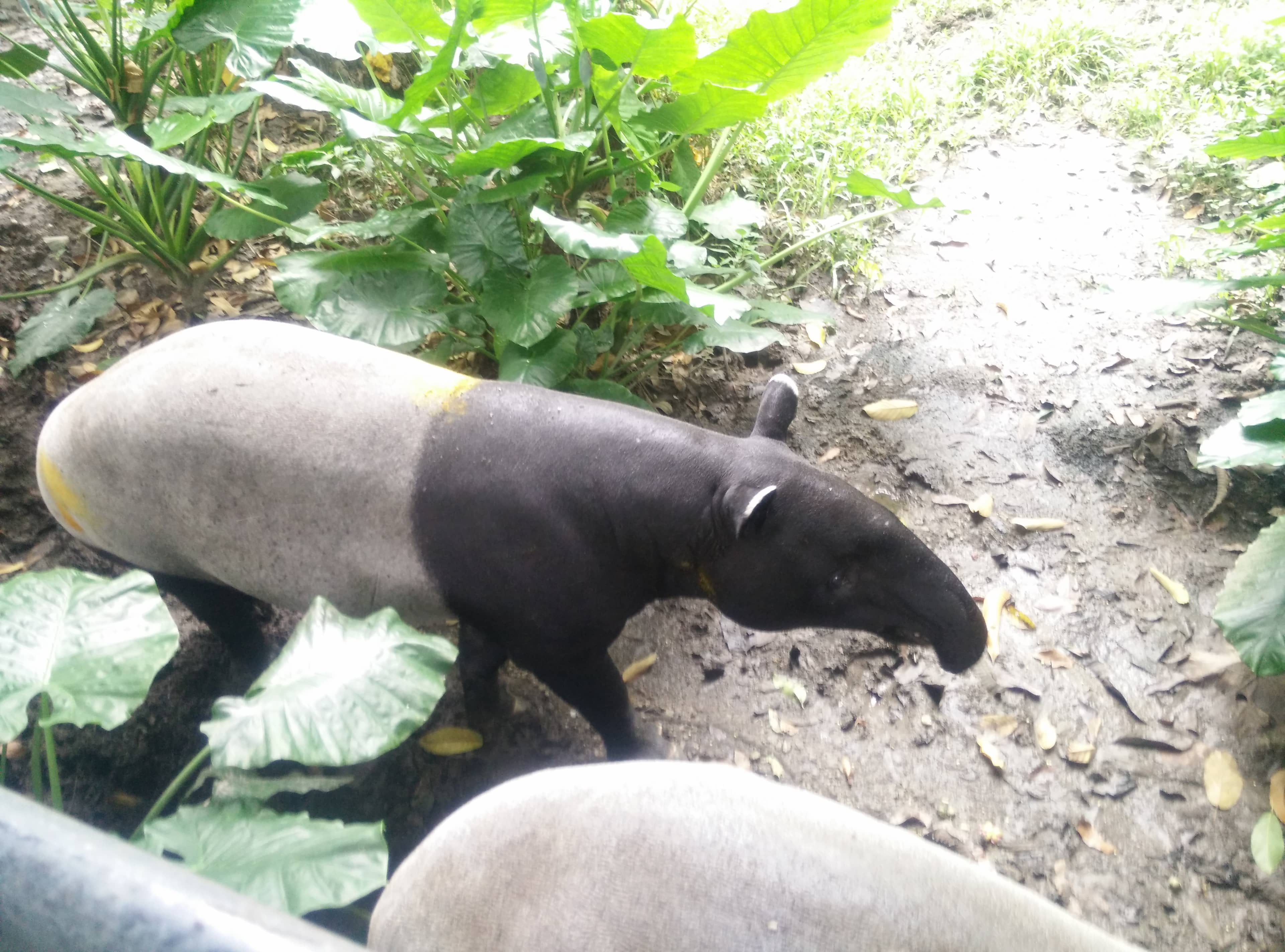Malayan Tapir Exhibit