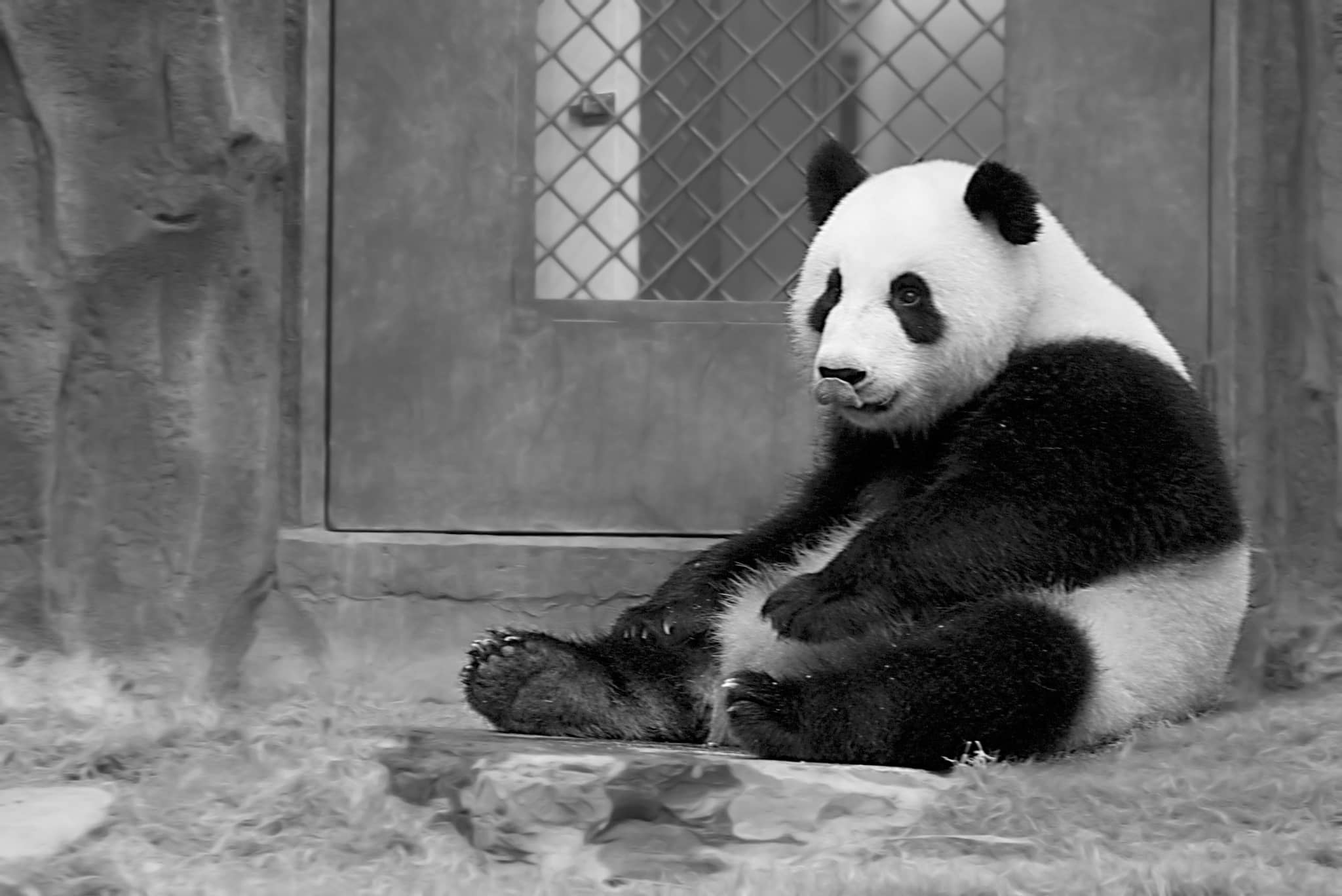 Panda Habitat