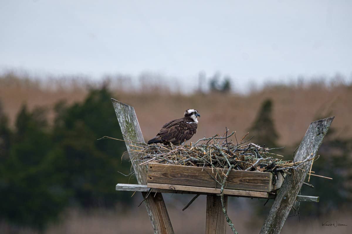 Birdwatching Opportunities