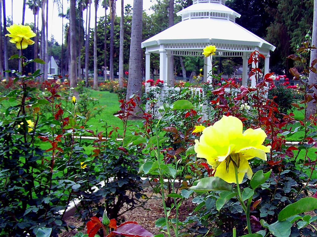 Central Gazebo