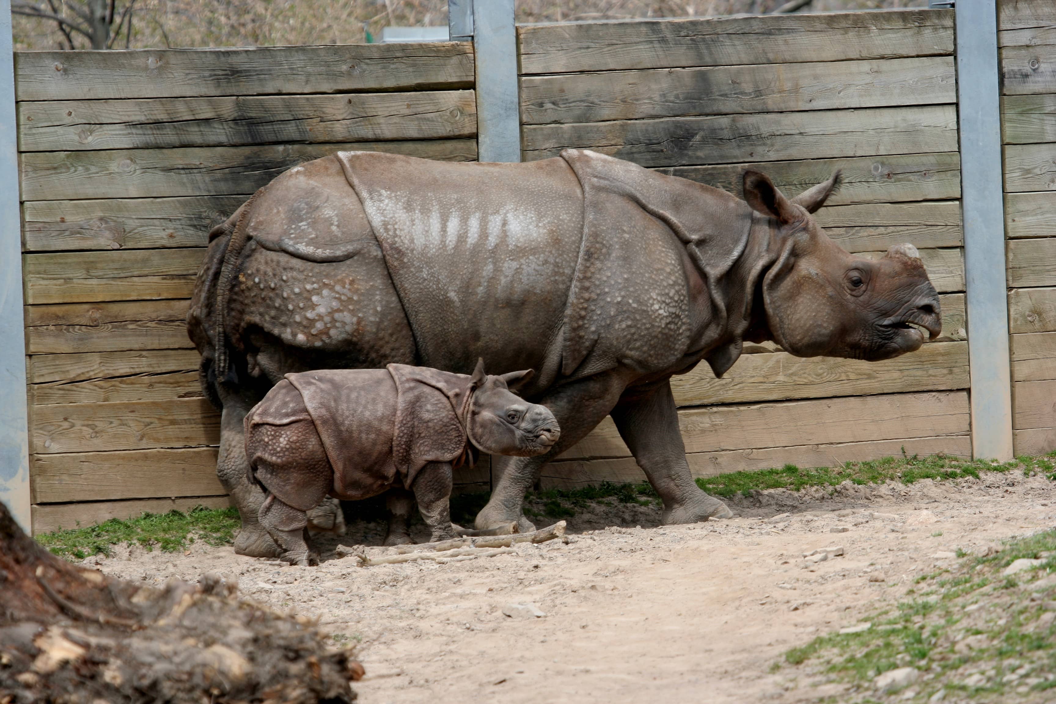 Greater One-Horned Rhinos