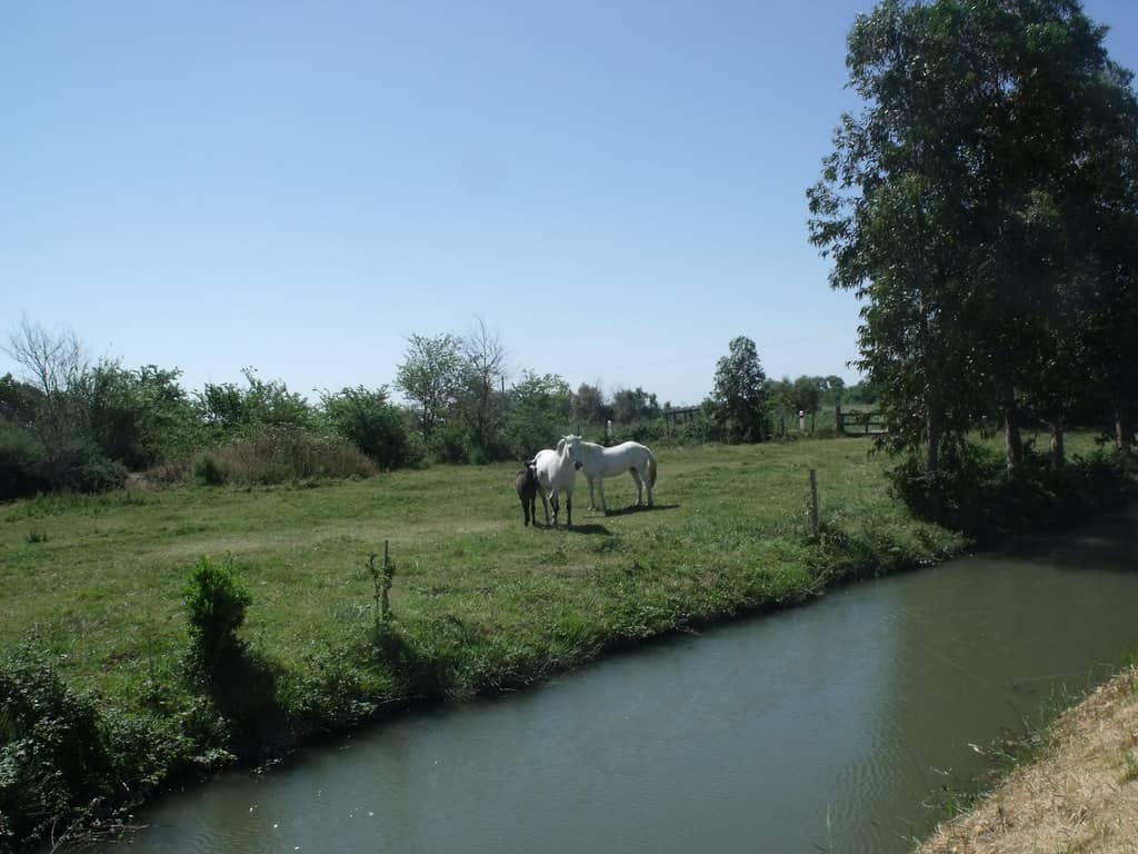 Wild Horses & Bulls
