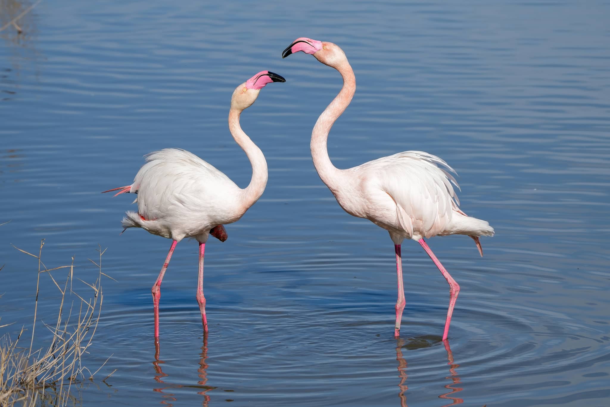 Birdwatching Paradise