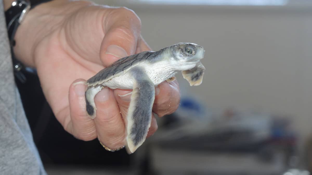 Rescued Sea Turtles