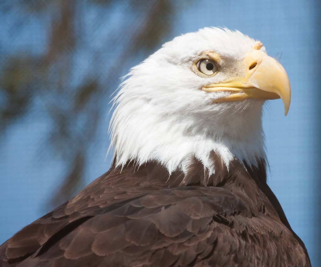 Raptor Exhibits