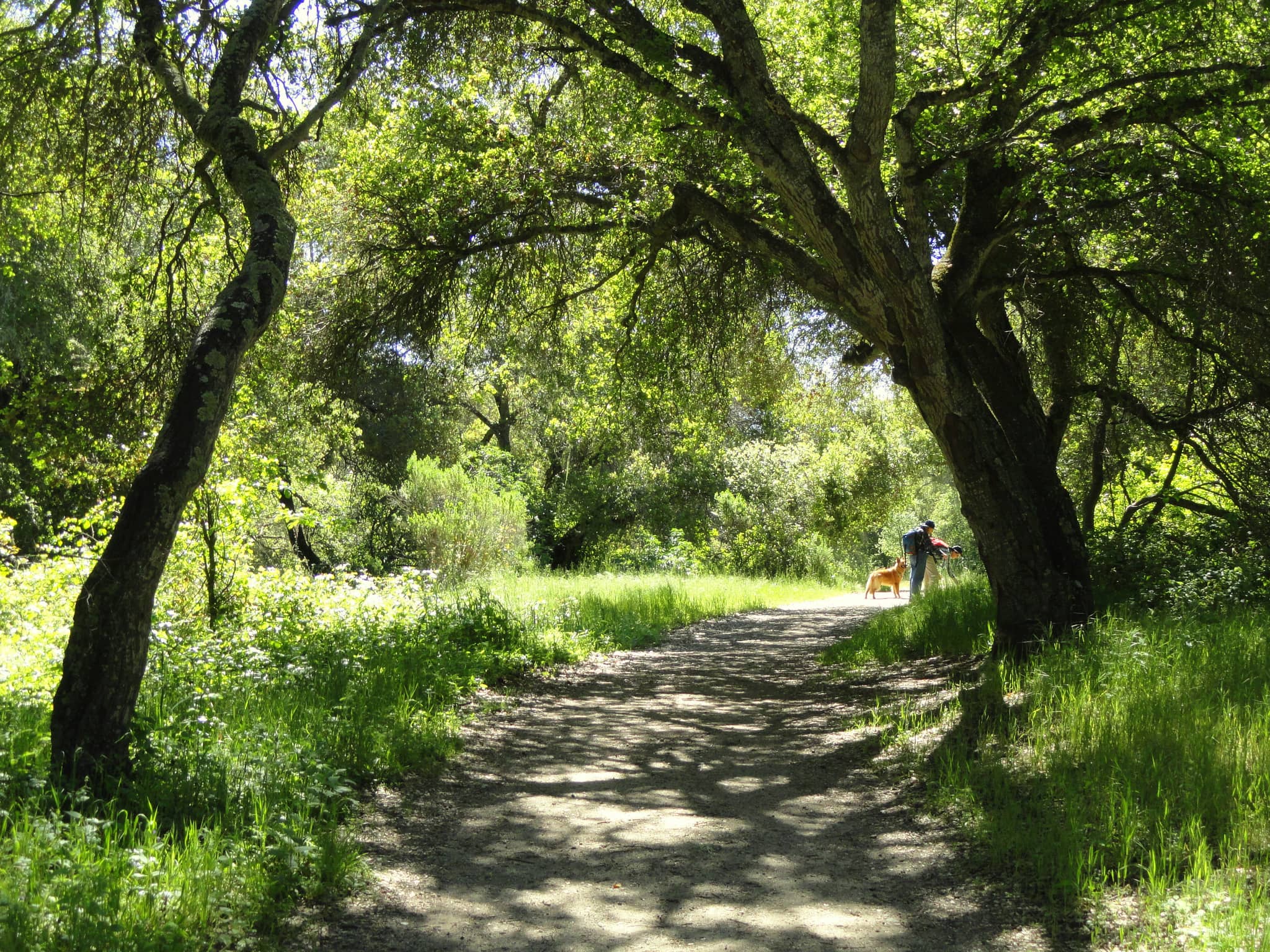 Woodlands and Canyons