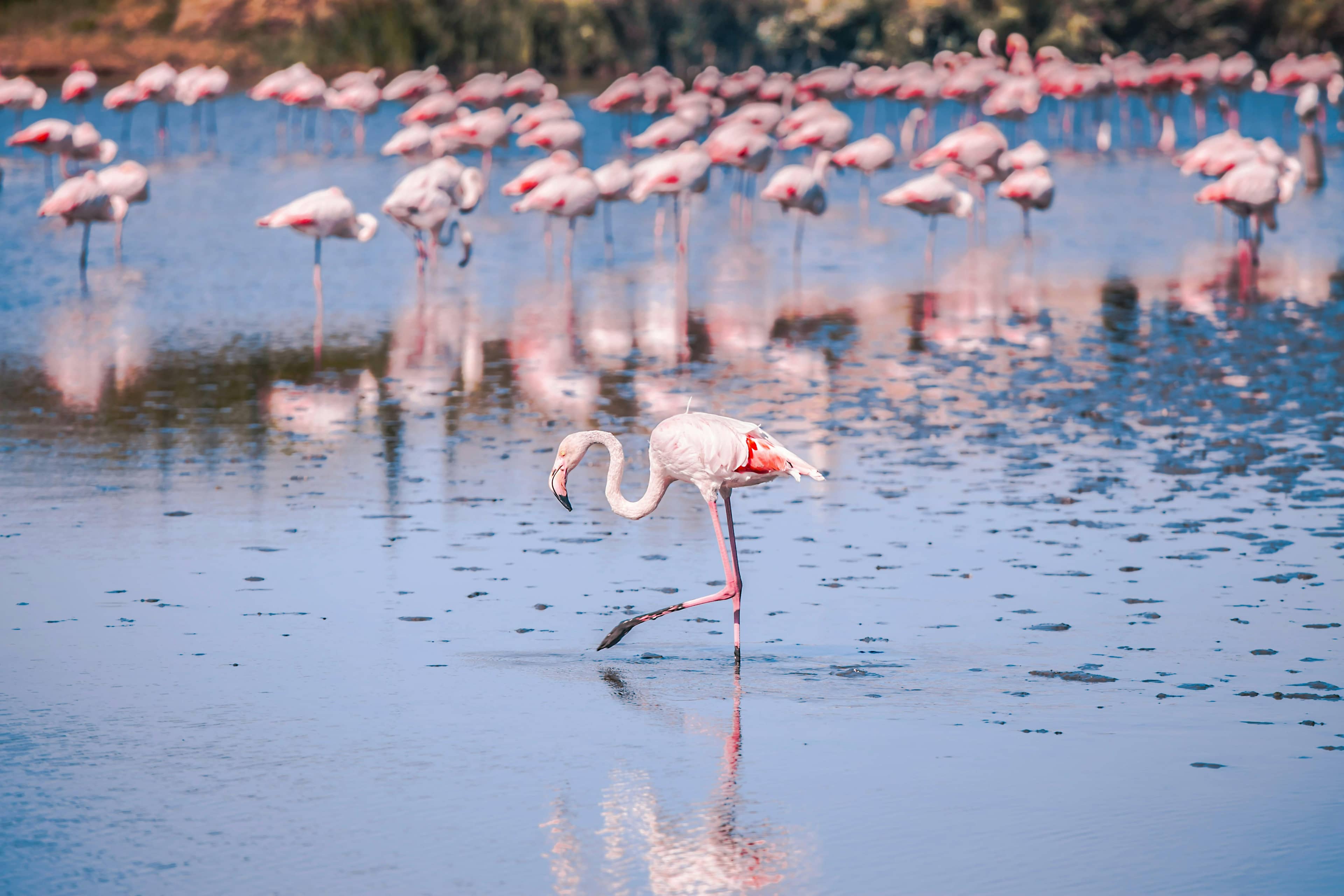Flamingo Spotting (Seasonal)