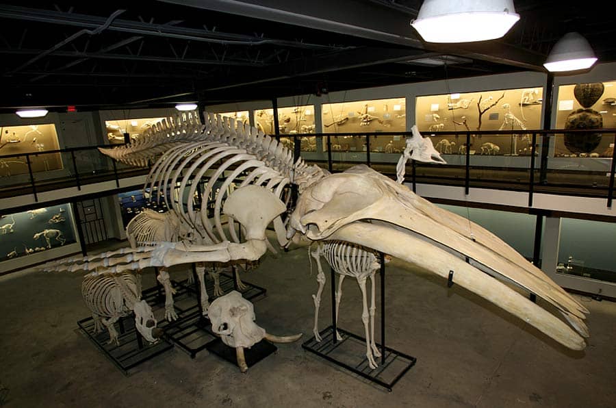 Diverse Animal Skeletons