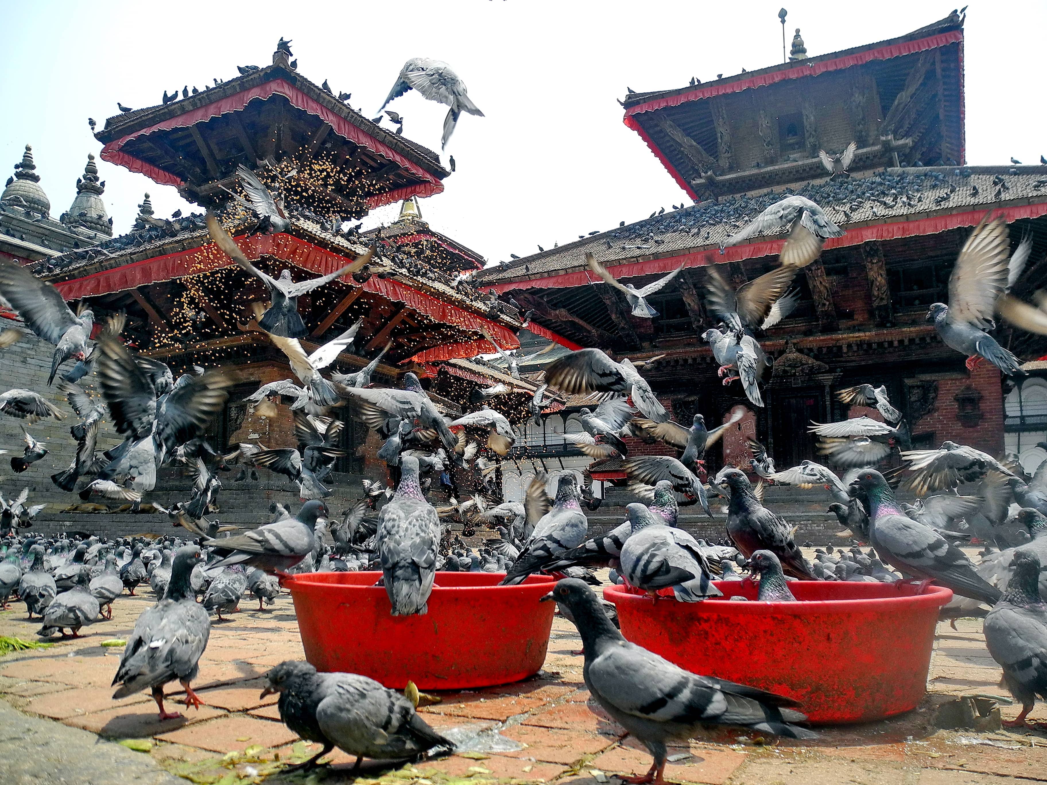Pigeon Feeding Platform