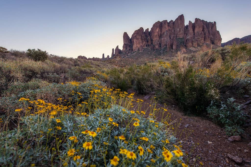 Wildflower Blooms