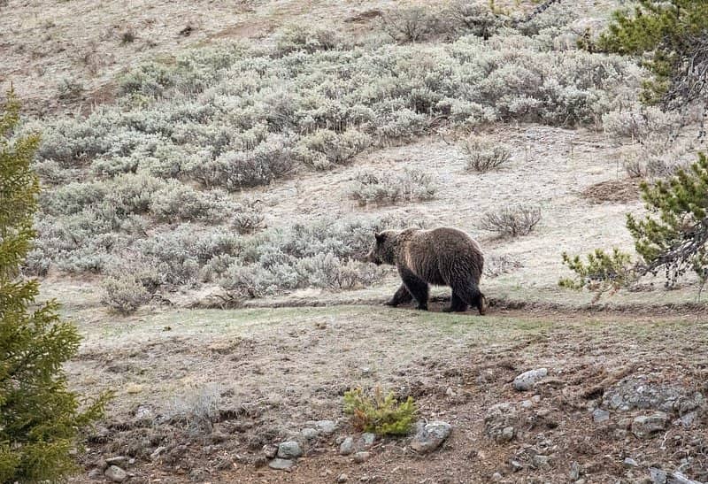 Potential Bear Sightings