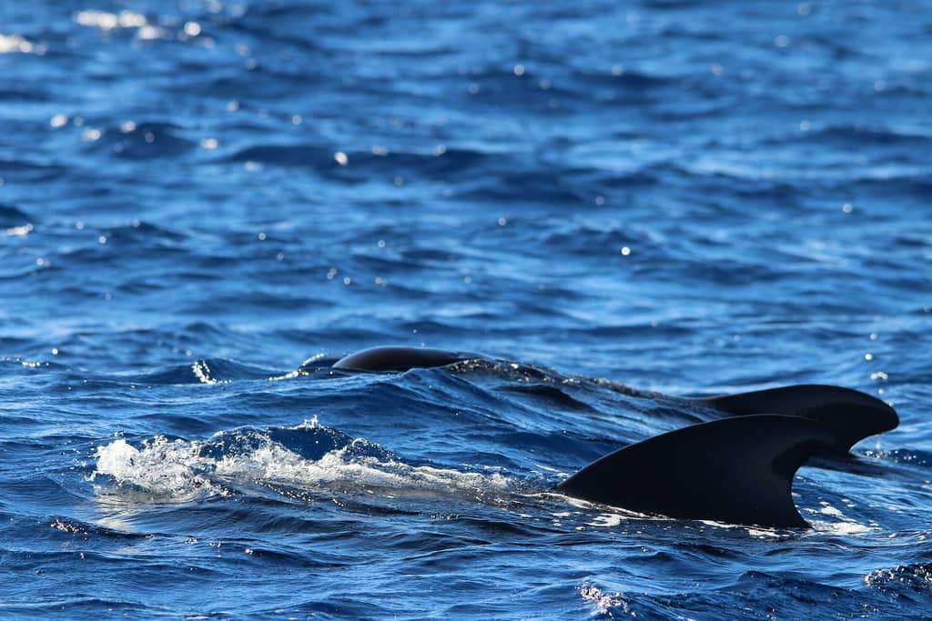 Whale Sightings