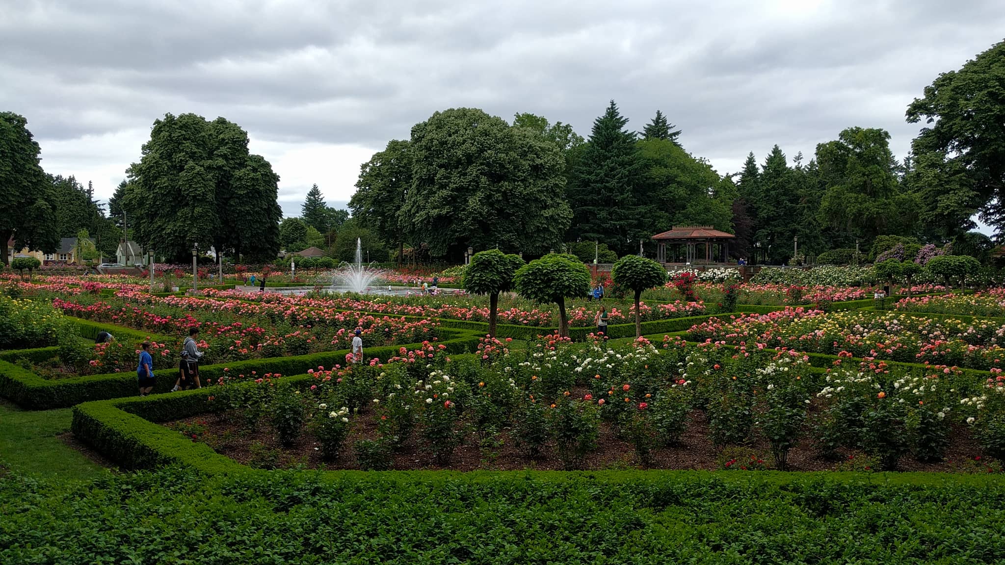 Diverse Rose Varieties