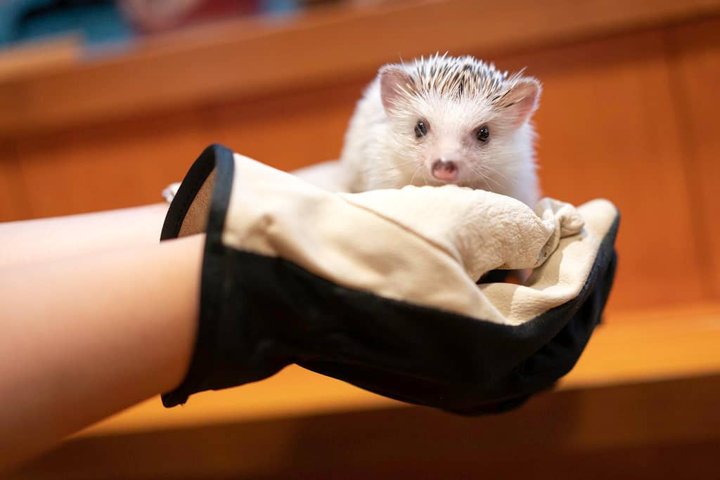 Cat & Hedgehog Cafes