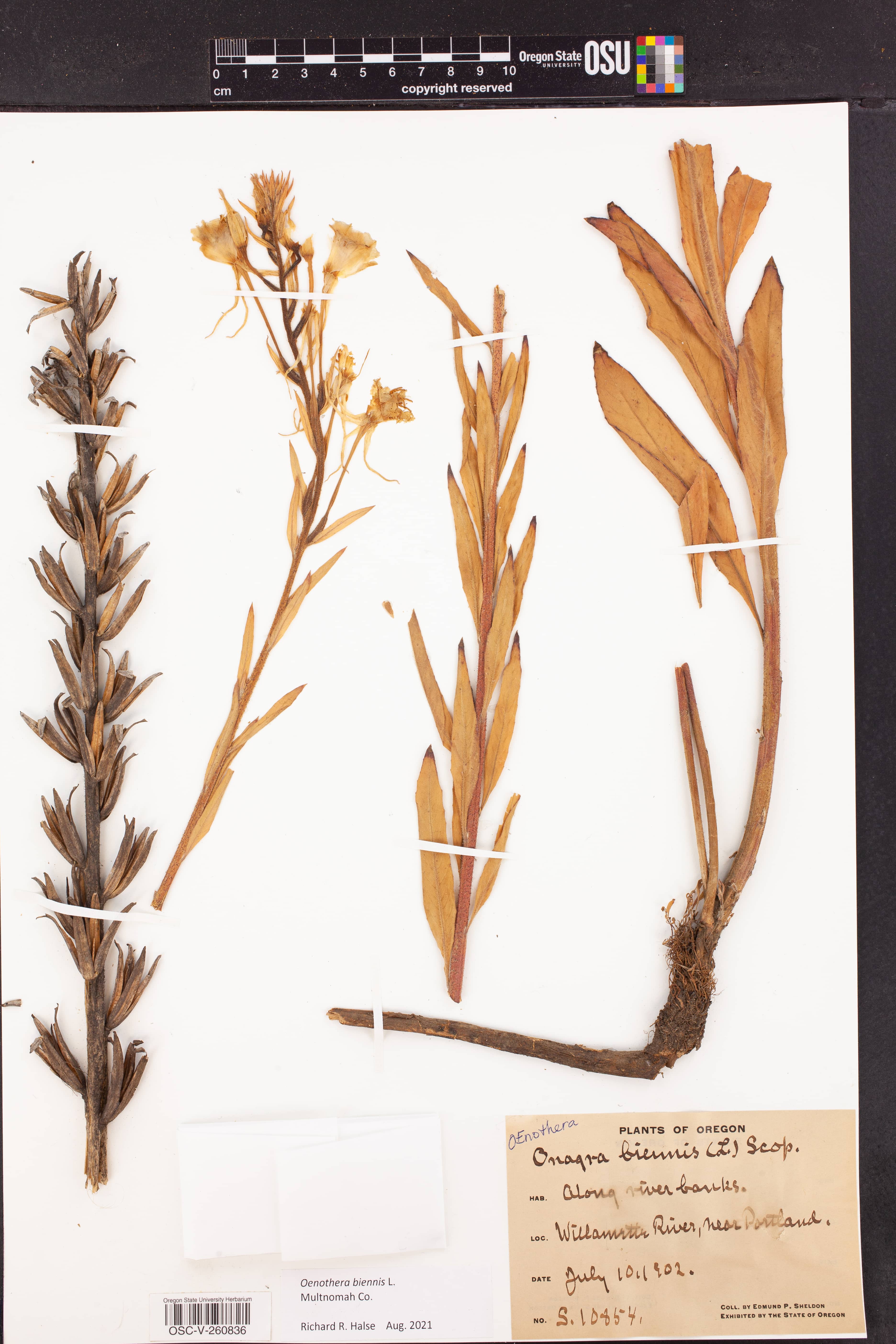 Ocean Access Stairway