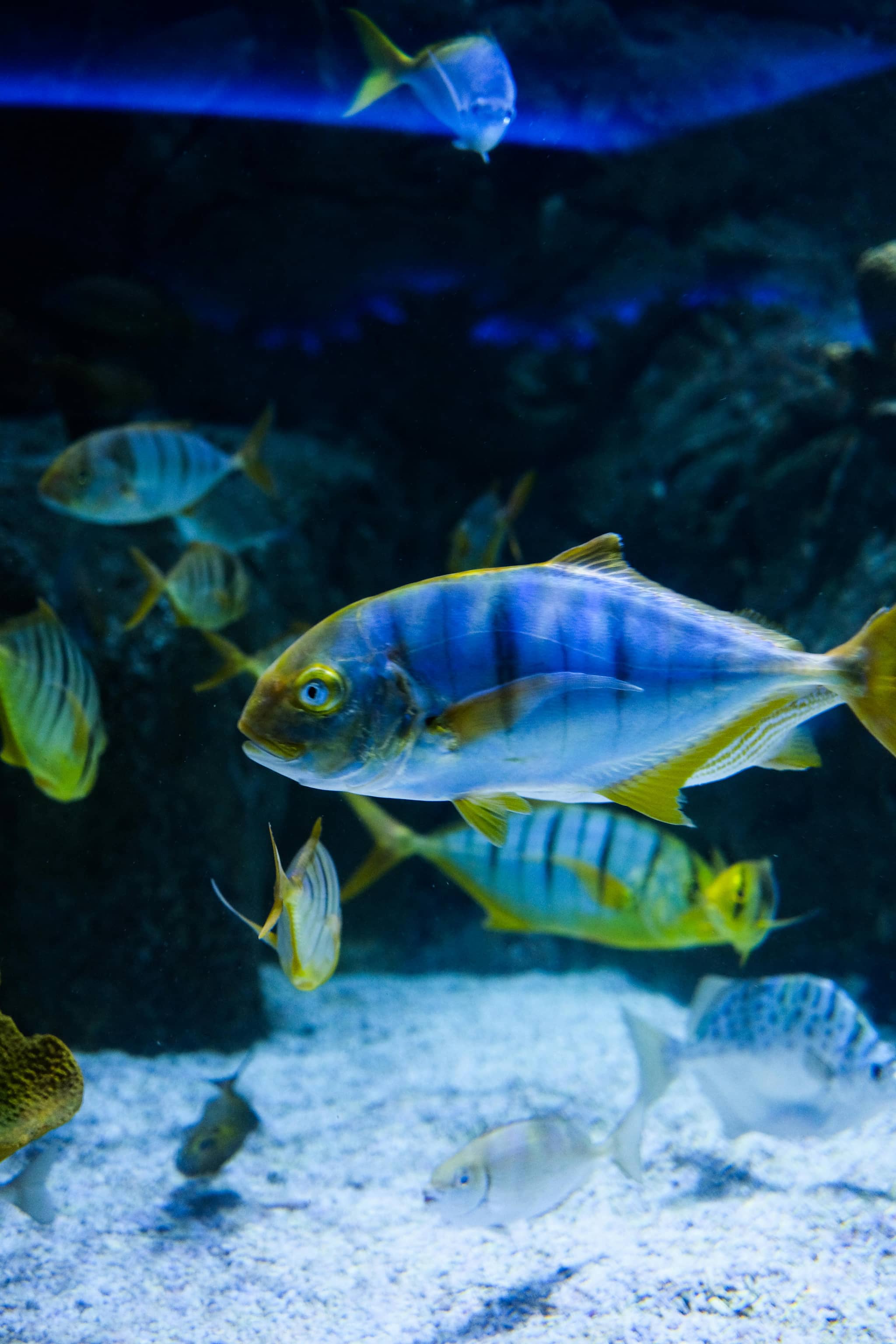 Tropical Ocean Tank