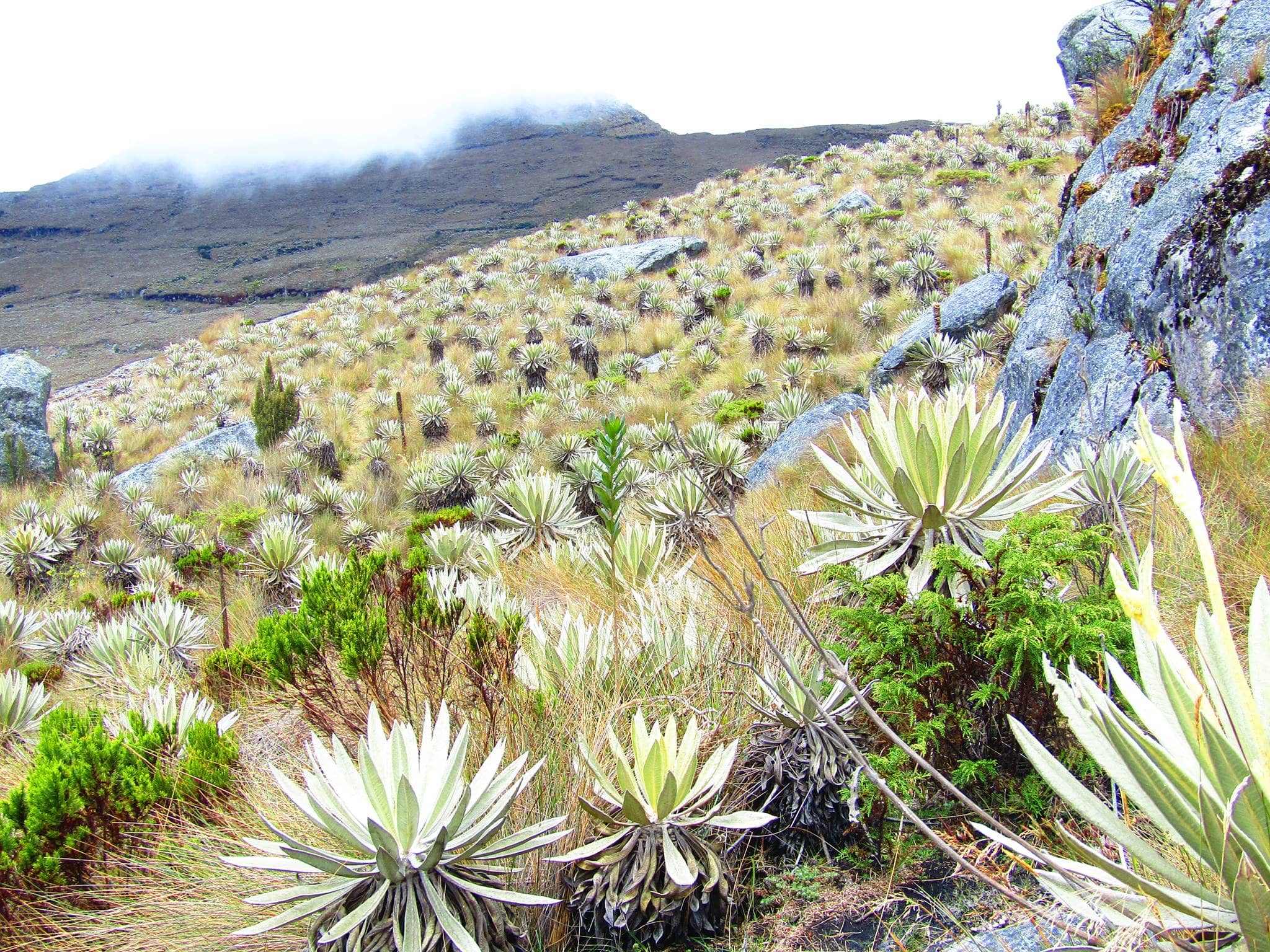 Cactus Gardens