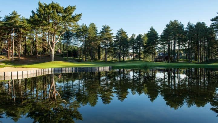 Lush Pine Forests