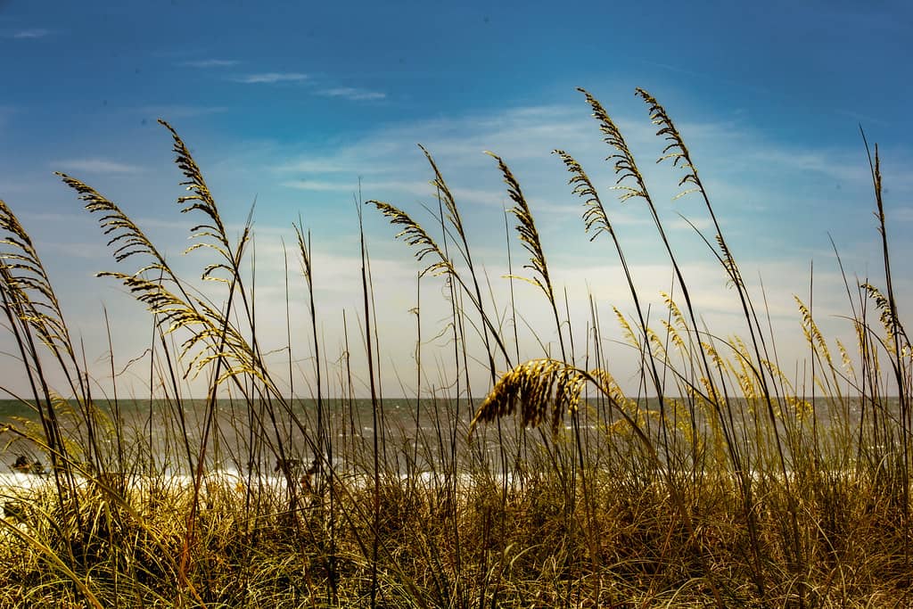 Picnic and Play Areas