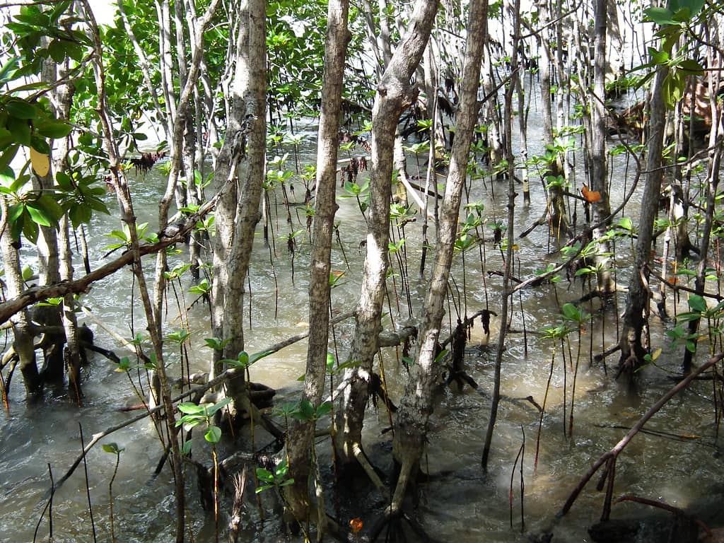 Mangrove Boardwalk