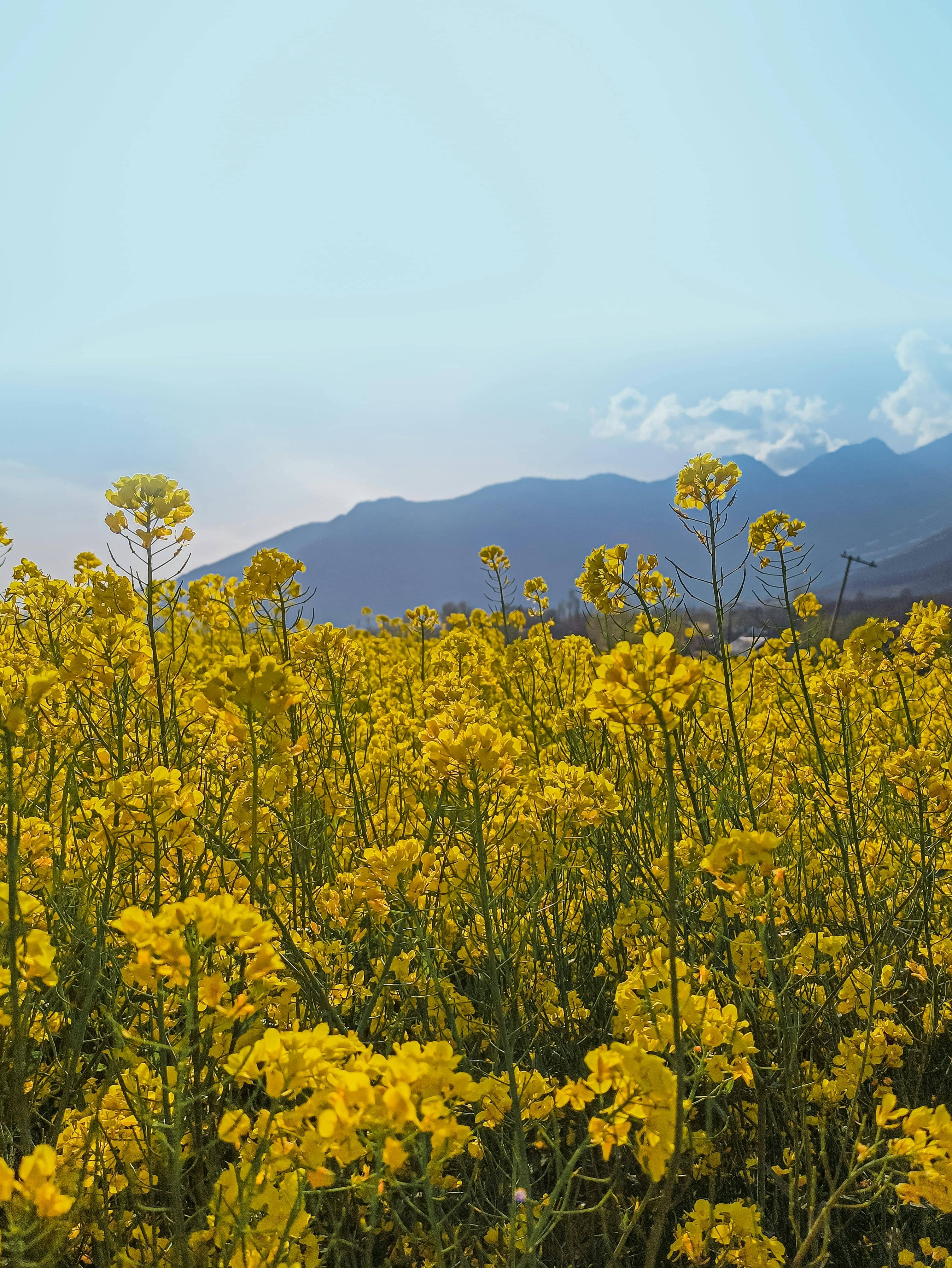 Yellow Rapeseed Blooms
