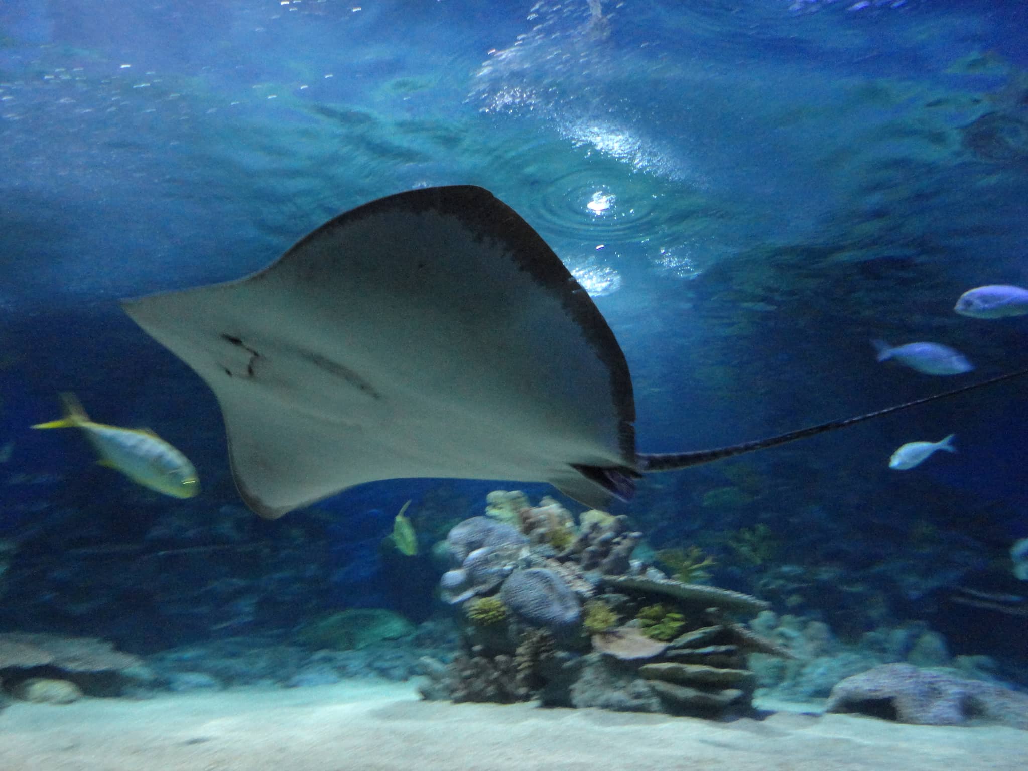 Sharks and Rays