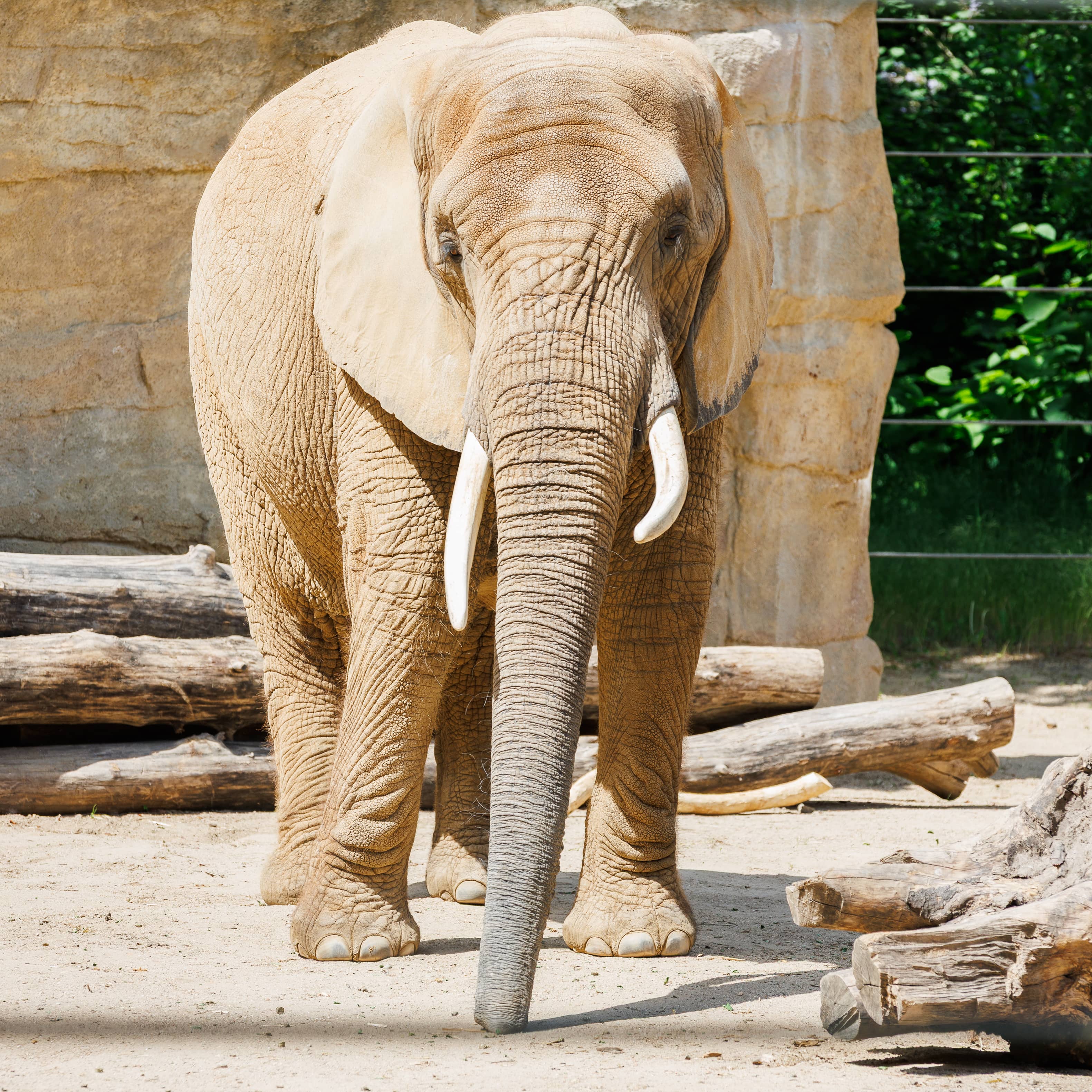 Diverse Animal Collection