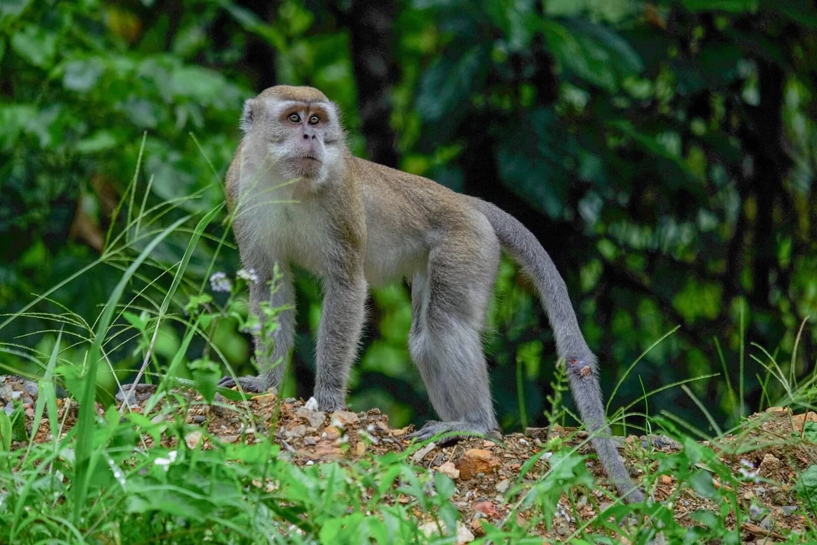 Monkey Encounters