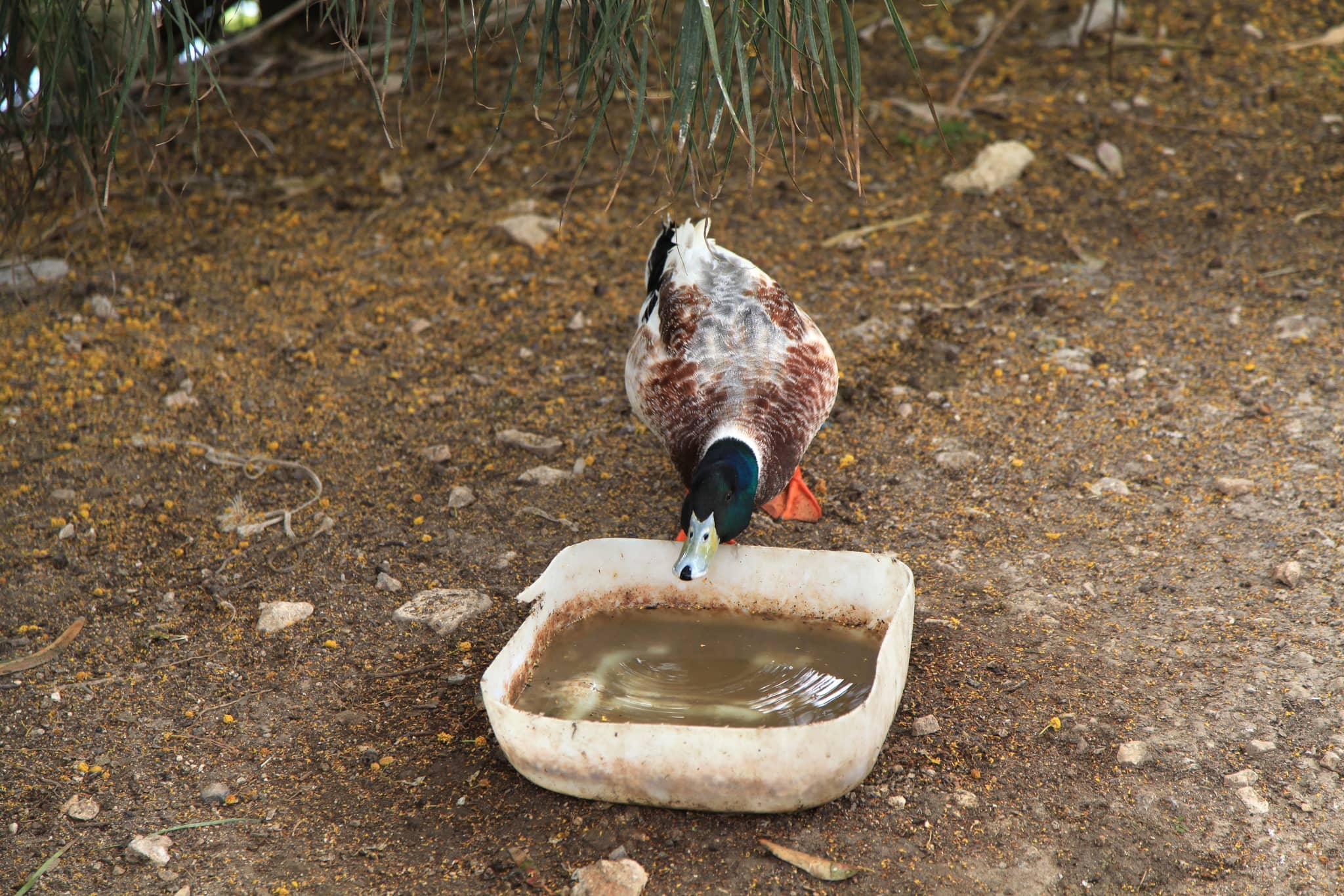 Birdwatching Opportunities