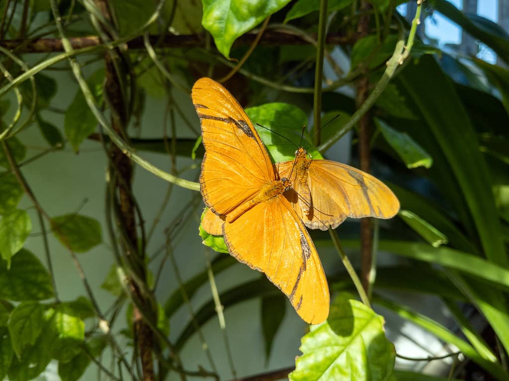 Wildlife Encounters