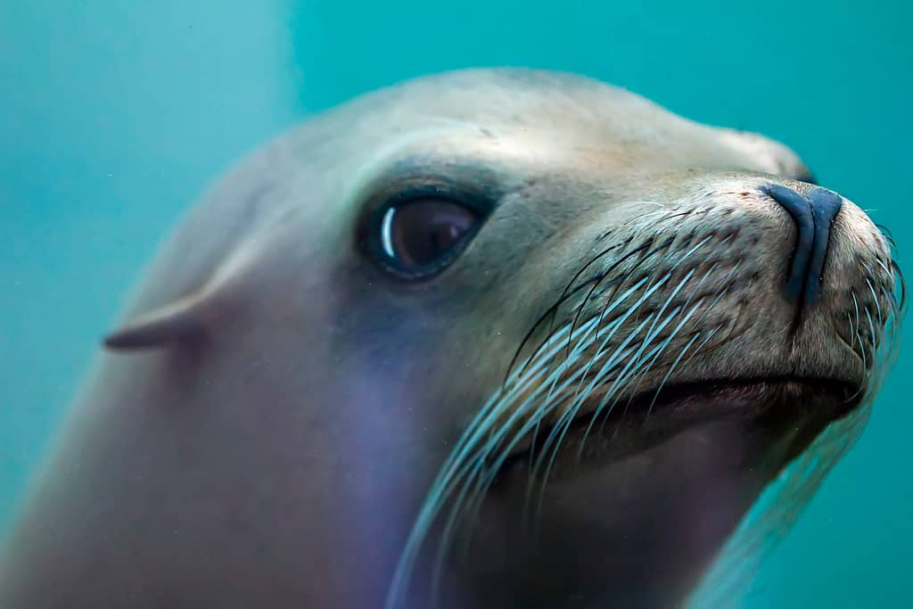 Seal & Sea Lion Shows