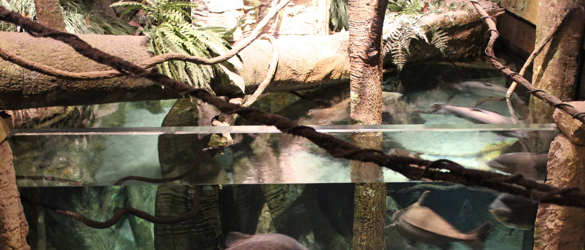Tropical Rainforest