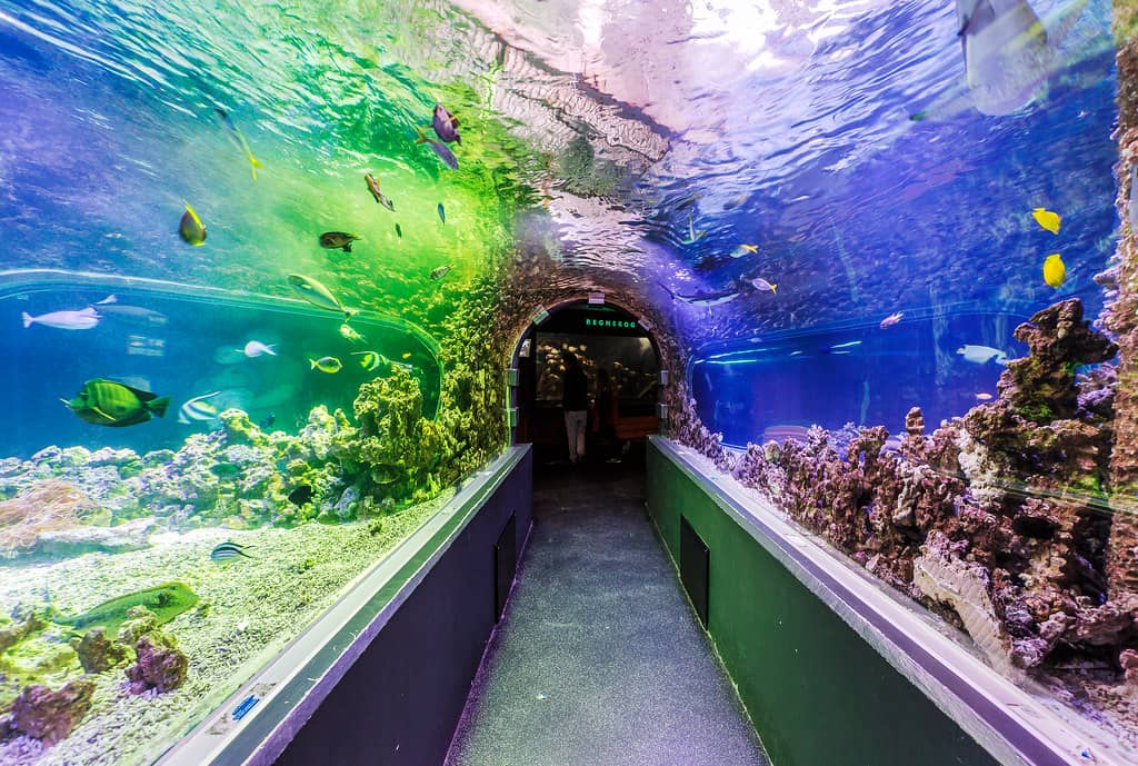 Underwater Tunnel