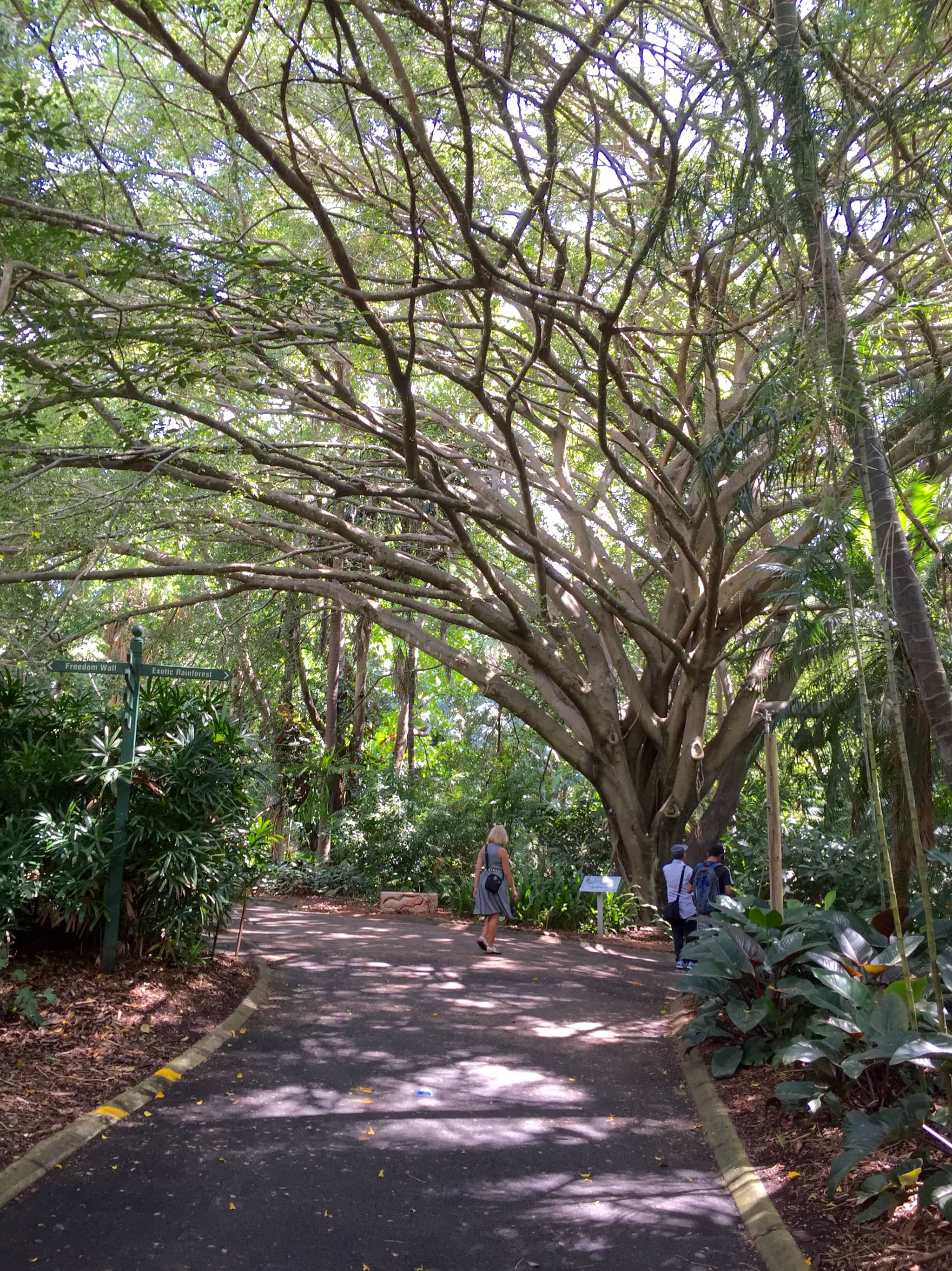 Rainforest Trails