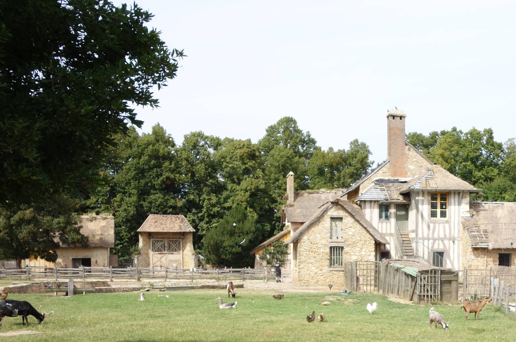 Farm Animals
