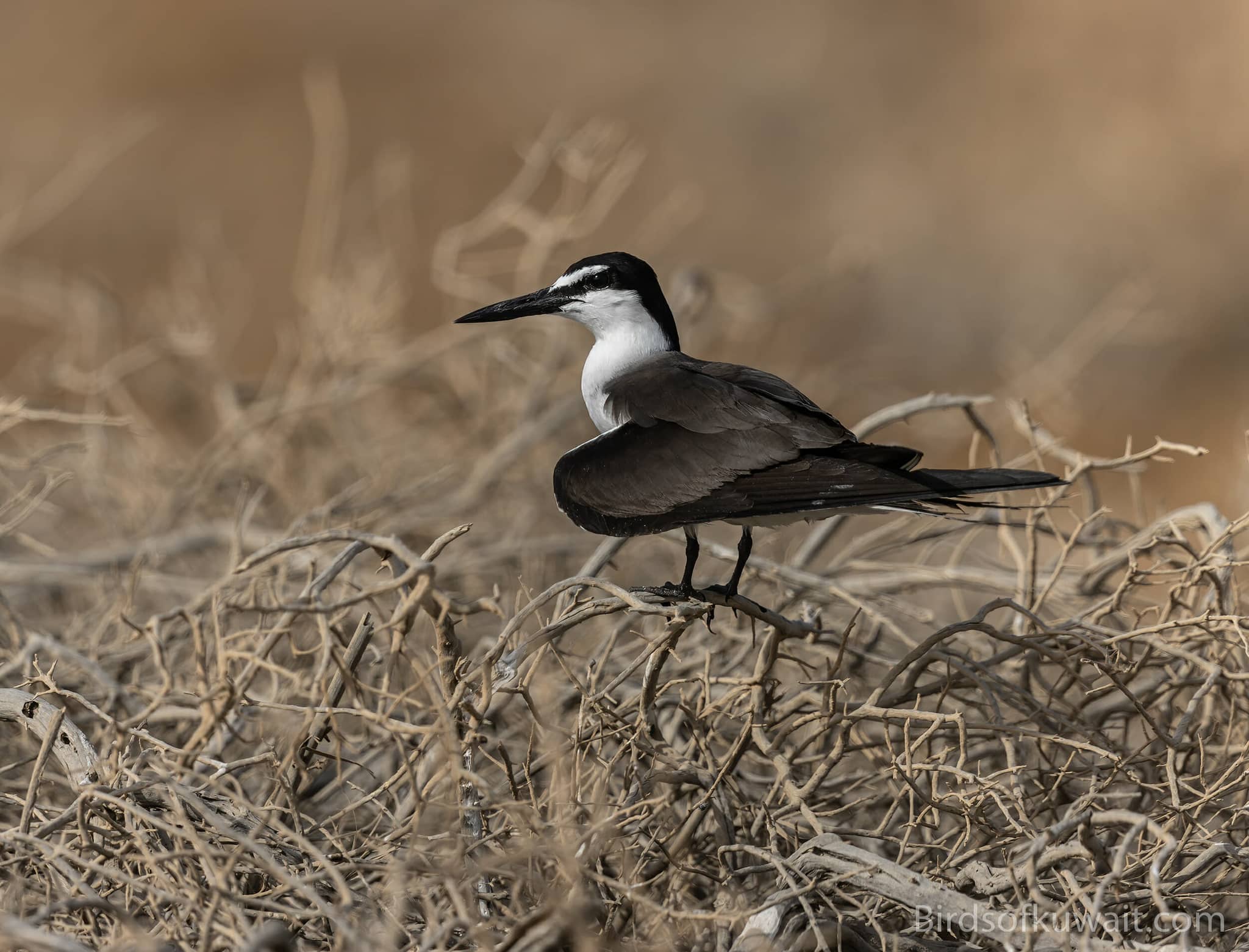 Birdwatcher's Paradise